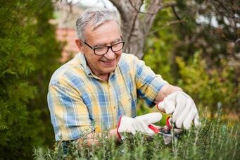 Älterer Herr trimmt eine Hecke mit einer kleine Heckenschere