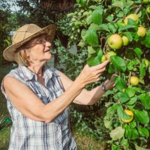 Seniorin pflückt Äpfel aus barrierefreiem Garten
