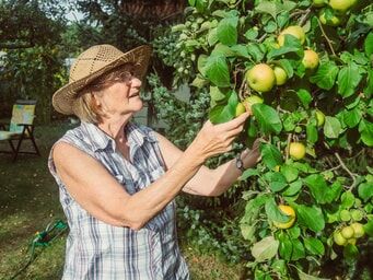 Frau erntet Obst von einem Baum