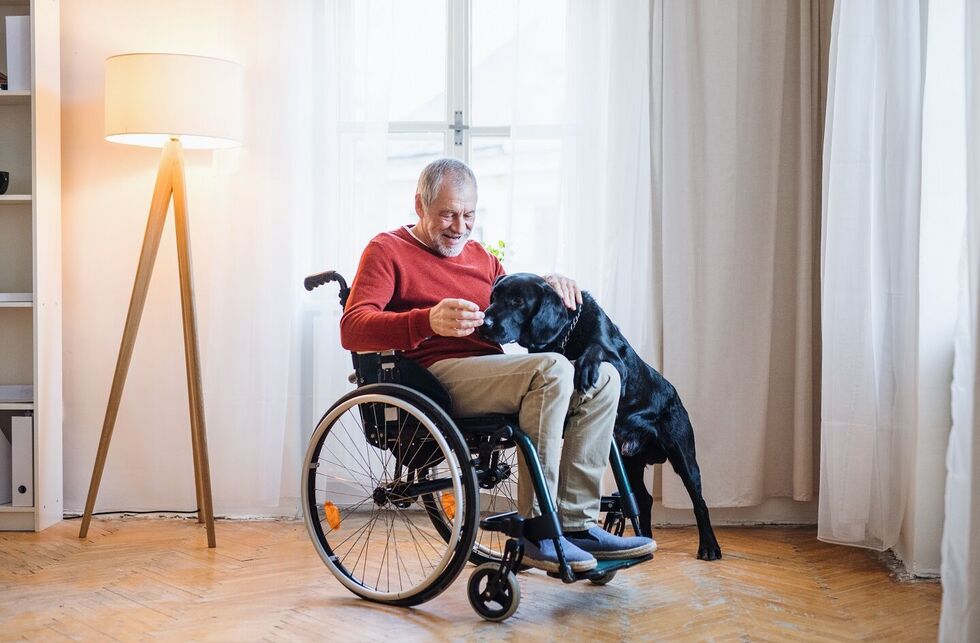 Mann im Rollstuhl ist im Wohnzimmer und füttert seinen Labrador